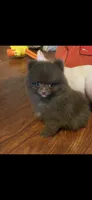 Hershey.    Tiny tiny teacup, a male Pomeranian for sale in Hammond, LA – 2 of 2