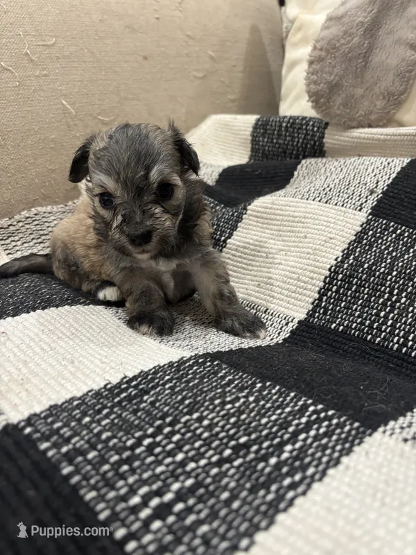 Prissy.  Shih Poo – Maltipoo, Poodle - Toy  puppy for sale in Hammond, LA