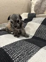 Prissy.  Shih Poo, a female Maltipoo and Poodle - Toy  for sale in Hammond, LA – 1 of 5