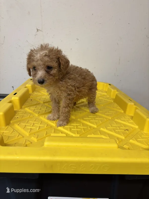 Rusty – Miniature Goldendoodle puppy for sale in Hammond, LA