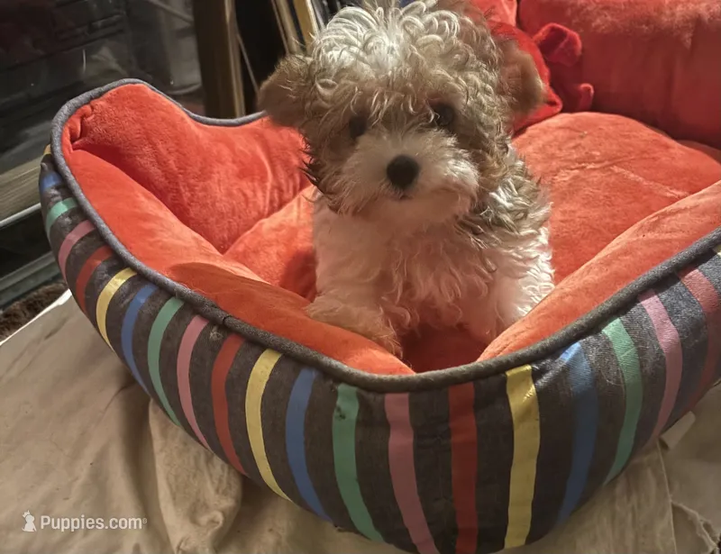 Tiny Teacup Leo – Yorkshire Terrier puppy for sale in Hammond, LA