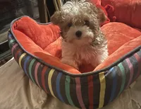 Tiny Teacup Leo, a male Yorkshire Terrier for sale in Hammond, LA – 1 of 3