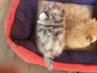 Remy, a male Pomeranian for sale in Hammond, LA – 2 of 3