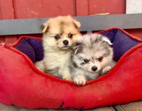 Remy, a male Pomeranian for sale in Hammond, LA – 3 of 3