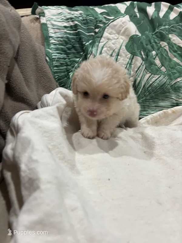 Buster  – Pomapoo, Poodle - Toy  puppy for sale in Hammond, LA