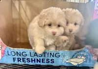 Buster , a male Pomapoo and Poodle - Toy  for sale in Hammond, LA – 3 of 3