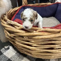 Tiny miniature Golden doodle, a female Goldendoodle for sale in Hammond, LA – Photo 3 of 4