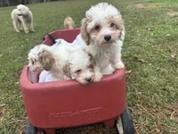 Tiny miniature Golden doodle, a female Goldendoodle for sale in Hammond, LA – Photo 4 of 4