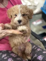 miniature Golden doodle, a male Goldendoodle for sale in Hammond, LA – Photo 3 of 6