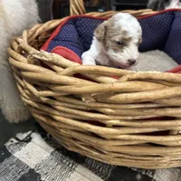 Tiny miniature Golden doodle, a female Goldendoodle for sale in Hammond, LA – Photo 1 of 4
