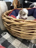 Tiny miniature Golden doodle, a female Goldendoodle for sale in Hammond, LA – Photo 1 of 4