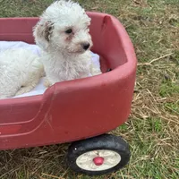 Tiny miniature Golden doodle, a female Goldendoodle for sale in Hammond, LA – Photo 2 of 4