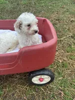 Tiny miniature Golden doodle, a female Goldendoodle for sale in Hammond, LA – Photo 2 of 4