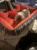Tiny Teacup Leo, a male Yorkshire Terrier for sale in Hammond, LA – 2 of 3