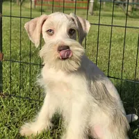 Angelle, a  Miniature Schnauzer for sale in Hammond, LA – Photo 2 of 4
