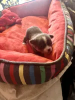 Taco  ChiChi, a male Chihuahua for sale in Hammond, LA – 2 of 3
