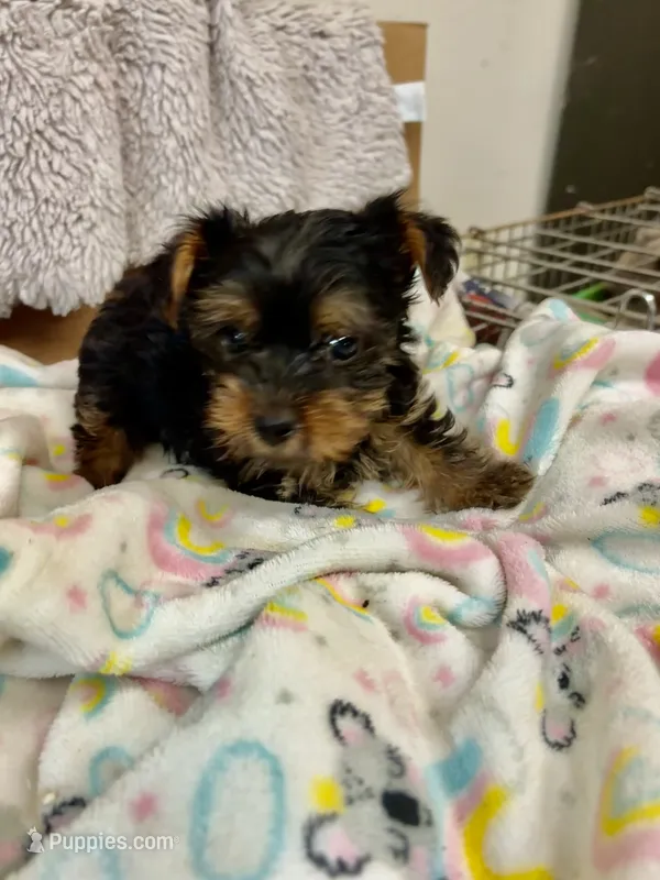 Teacup  Tommy. Yorkie – Yorkshire Terrier puppy for sale in Hammond, LA