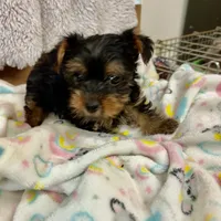 Teacup  Tommy. Yorkie, a male Yorkshire Terrier for sale in Hammond, LA – Photo 3 of 6