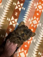 Teacup  Tommy. Yorkie, a male Yorkshire Terrier for sale in Hammond, LA – Photo 6 of 6