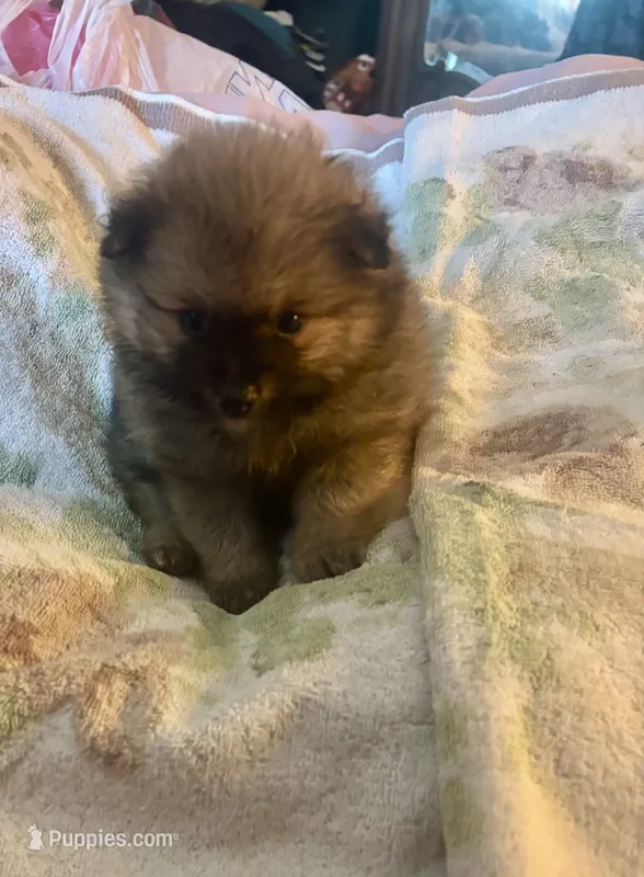 Teacup. Jessie – Pomeranian puppy for sale in Hammond, LA