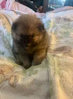 Teacup. Jessie, a female Pomeranian for sale in Hammond, LA – 1 of 6