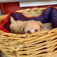 Reba.   Tiny Teacup, a female Poodle - Toy  for sale in Hammond, LA – Photo 5 of 6