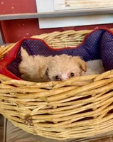 Reba.   Tiny Teacup, a female Poodle - Toy  for sale in Hammond, LA – Photo 5 of 6