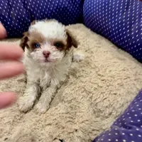 Reba.   Tiny Teacup, a female Poodle - Toy  for sale in Hammond, LA – Photo 4 of 6