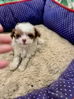 Reba.   Tiny Teacup, a female Poodle - Toy  for sale in Hammond, LA – Photo 4 of 6
