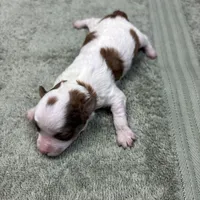 Reba.   Tiny Teacup, a female Poodle - Toy  for sale in Hammond, LA – Photo 3 of 6