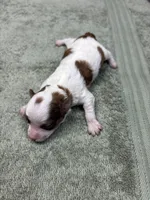 Reba.   Tiny Teacup, a female Poodle - Toy  for sale in Hammond, LA – Photo 3 of 6
