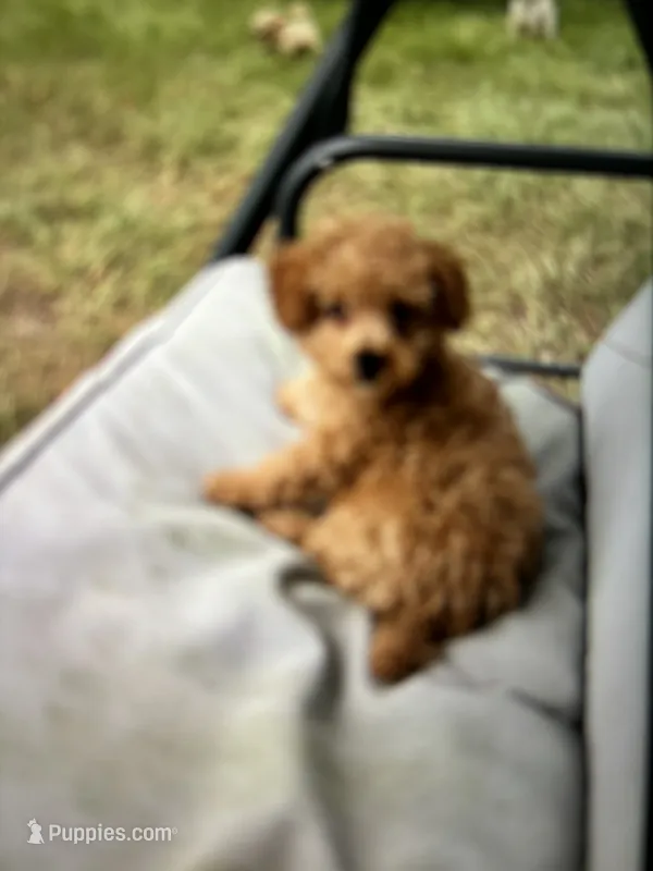 Reba.   Colorbred Red Teacup – Poodle - Toy  puppy for sale in Hammond, LA