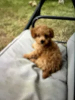 Reba.   Tiny Teacup, a female Poodle - Toy  for sale in Hammond, LA – Photo 6 of 6