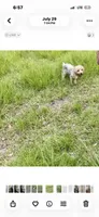 M J. Yorkie boy, a male Yorkshire Terrier for sale in Hammond, LA – 2 of 2