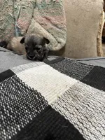 Bengi, a male Shih Tzu and Poodle - Toy  for sale in Hammond, LA – 2 of 4