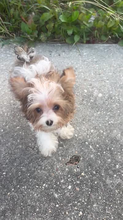 Tiny Teacup Leo, a male Yorkshire Terrier for sale in Hammond, LA – 6 of 6