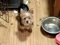 Teacup Rudy. Tiny, a male Yorkshire Terrier for sale in Hammond, LA – 1 of 1