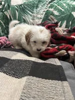 Teacup. Mimi, a female Maltipoo and Poodle - Toy  for sale in Hammond, LA – 1 of 5