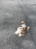 Tiny Teacup Leo, a male Yorkshire Terrier for sale in Hammond, LA – 2 of 6
