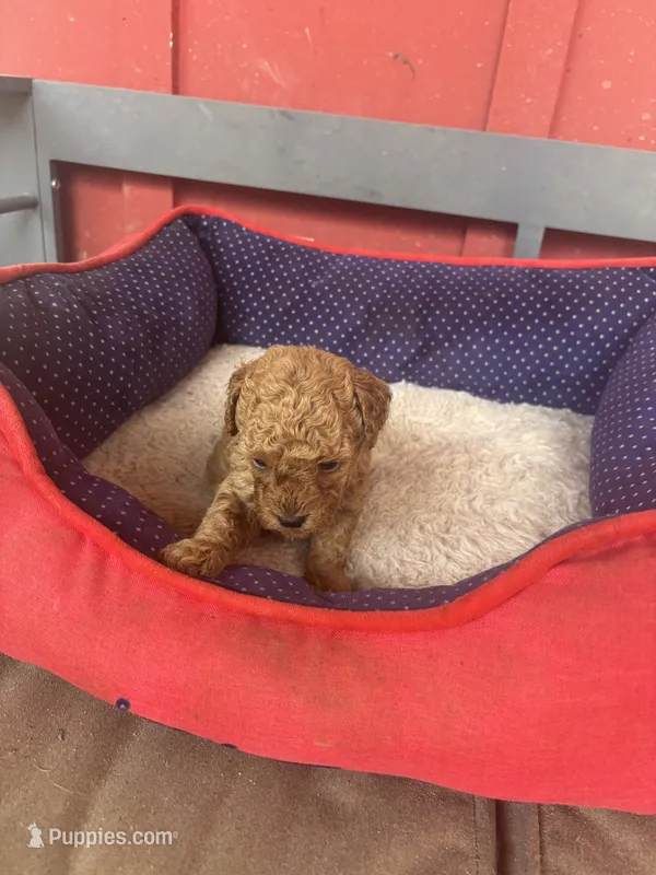 Phillip   Toy Poodle – Poodle - Toy  puppy for sale in Hammond, LA