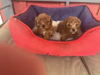 Phillip   Toy Poodle, a male Poodle - Toy  for sale in Hammond, LA – 3 of 6