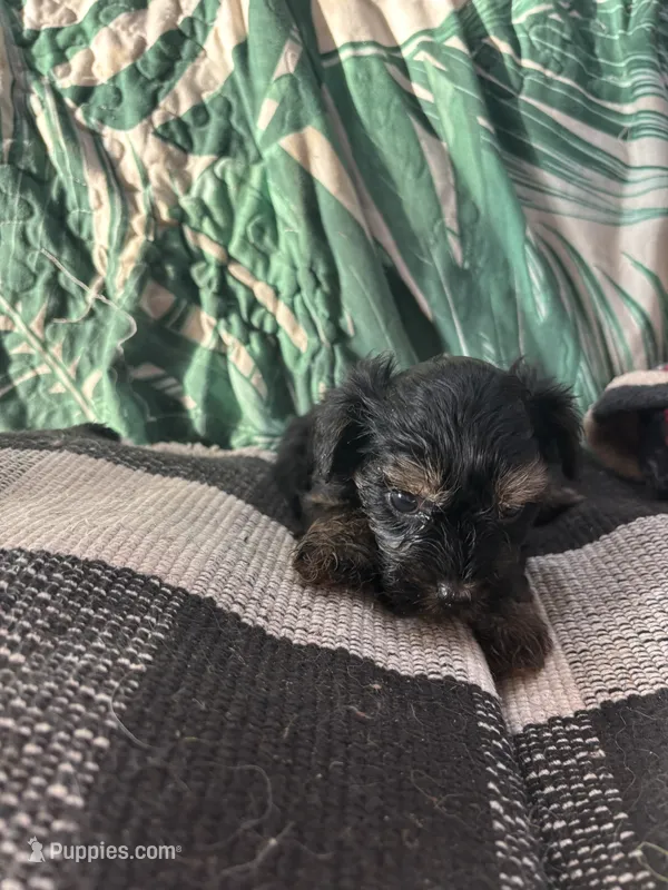 Missy – Maltipoo, Poodle - Toy  puppy for sale in Hammond, LA