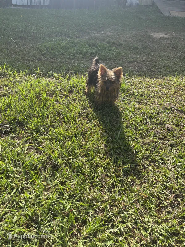 Very TINY. Teacup  Tommy. Yorkie – Yorkshire Terrier puppy for sale in Hammond, LA