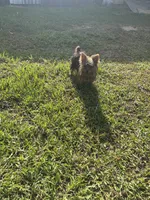 Very TINY. Teacup  Tommy. Yorkie, a male Yorkshire Terrier for sale in Hammond, LA – 1 of 6