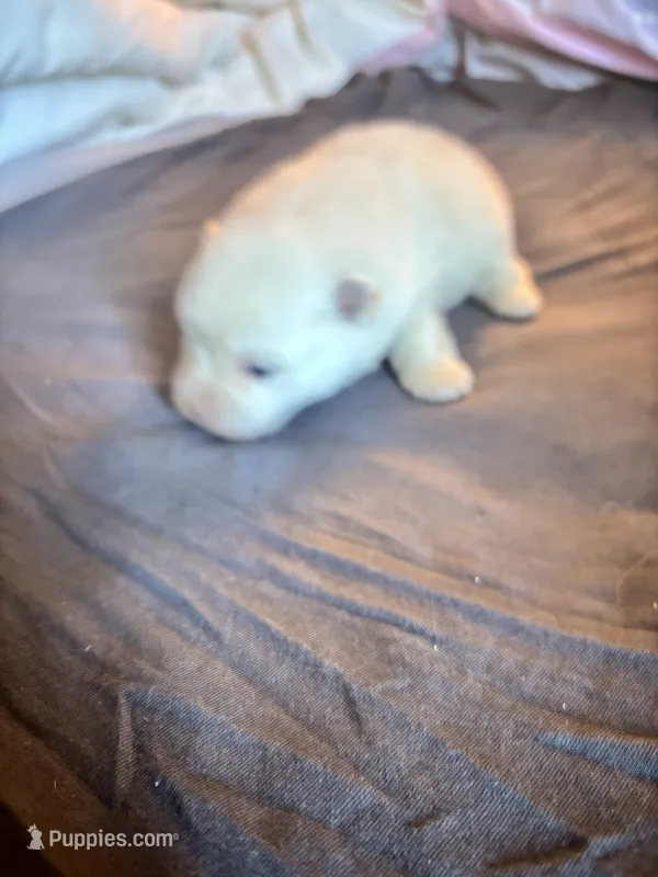 Remy – Pomeranian puppy for sale in Hammond, LA