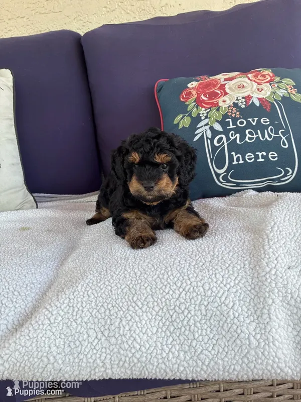 Chipoo Puppies For Sale | Puppies.com
