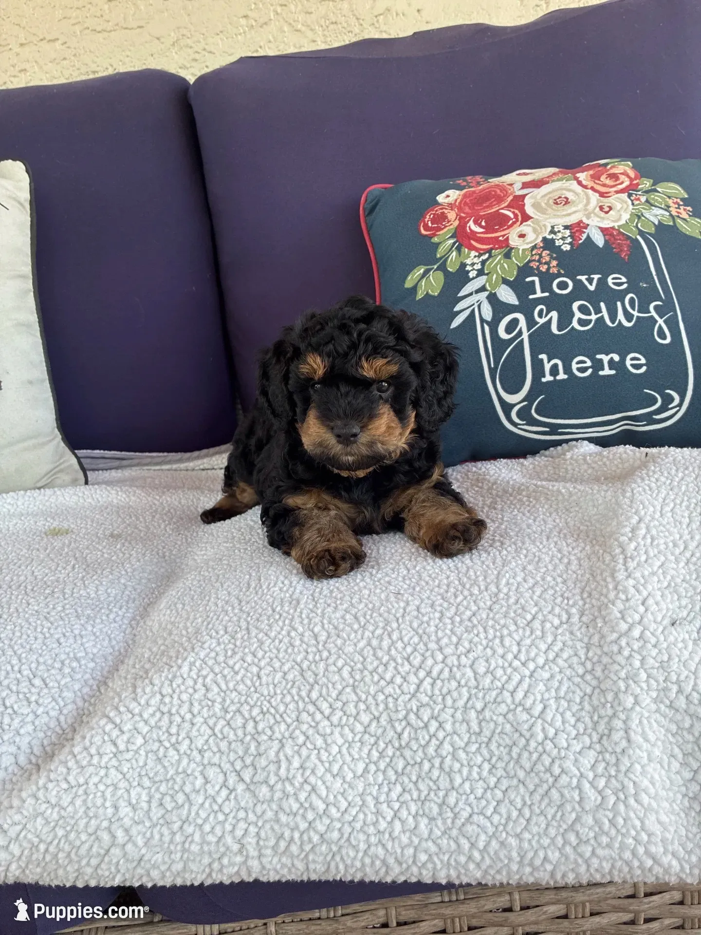 Buster, a male Chipoo for sale in Pueblo, CO – 1 of 5