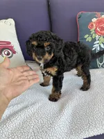 Gypsy, a female Chipoo for sale in Pueblo, CO – 2 of 5
