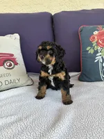 Gypsy, a female Chipoo for sale in Pueblo, CO – 4 of 5