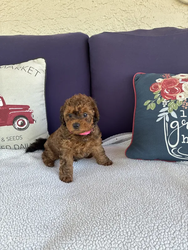 Twix  – Chipoo puppy for sale in Pueblo, CO